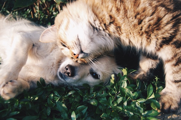 Уроки доброты